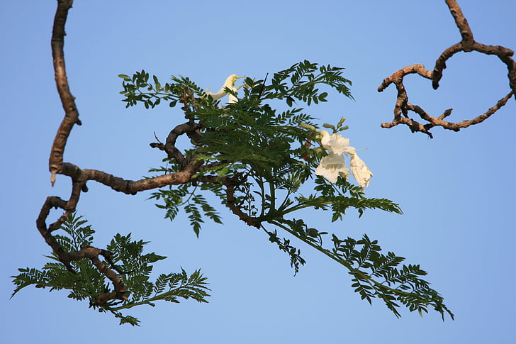 tree, jakaranda, flower, white, blooms, sky, blue