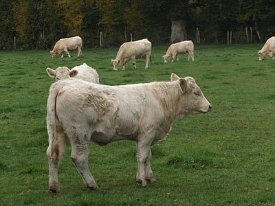 krava, stádo, hovädzí dobytok, vopred, pole, polia, pasienky