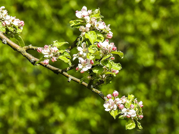 blossom, bloom, tree, nature