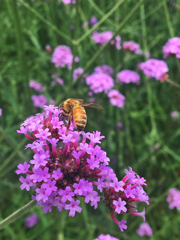 werbena, Pszczoła, w dolinie