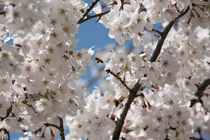 桜の花, 4 月, 春, 花, 自然, 植物, 春の花