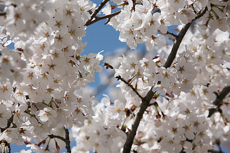 cherry blossom, april, spring, flowers, nature, plants, spring flowers