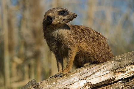 meerkat, zoo, animal, nature, cute, mammal, curious