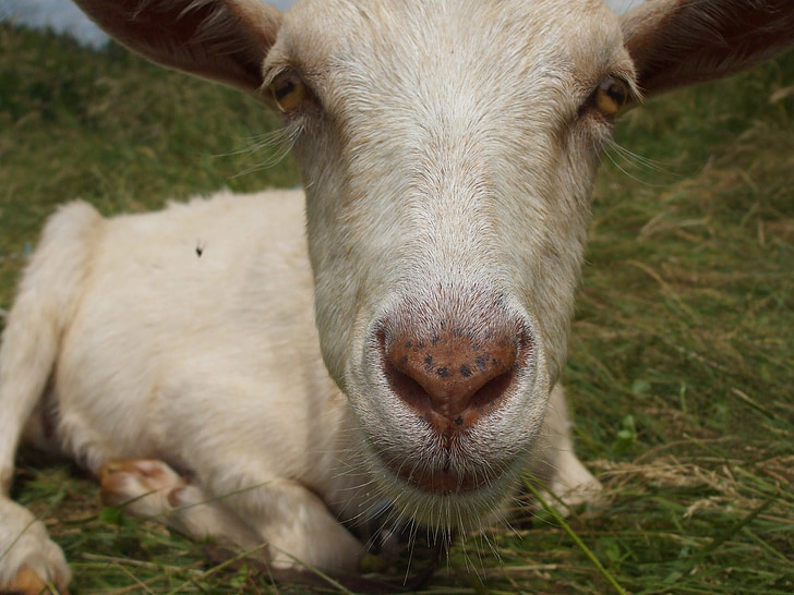 goat, head, face, white, close up