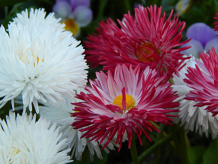 Daisy, Thiên nhiên, Hoa, thực vật, mùa xuân, trắng, màu tím