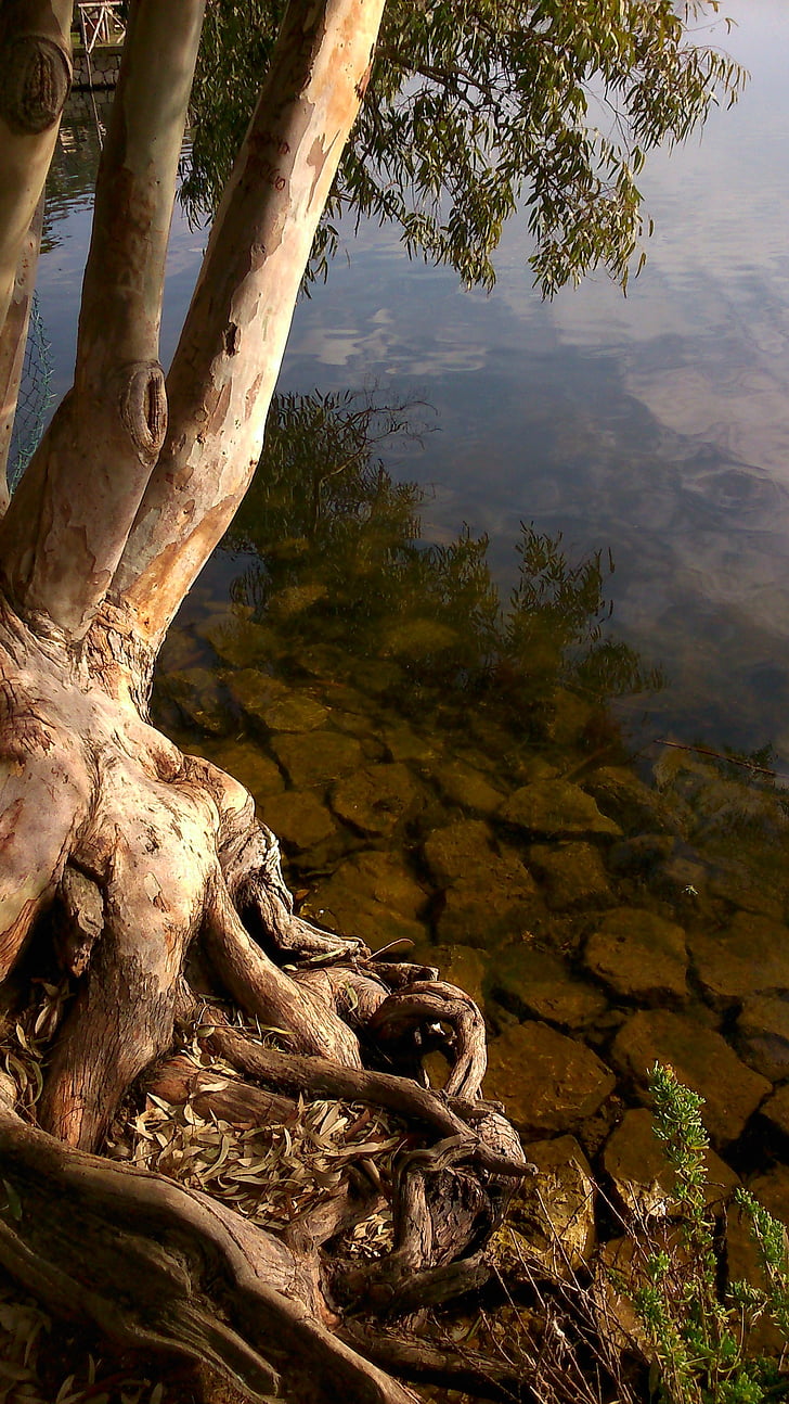 tree, water, reflection, roots, nature