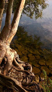strom, voda, reflexe, kořeny, Příroda