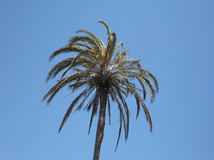 Palm, небо, висока, Тропічна, тропіки, Середземноморська, завод