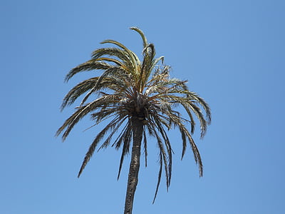 Palm, bầu trời, cao, nhiệt đới, vùng nhiệt đới, Địa Trung Hải, thực vật