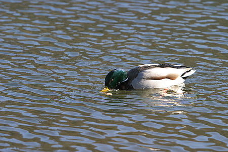 duck, wild duck, altmühl, water, altmühltal nature park