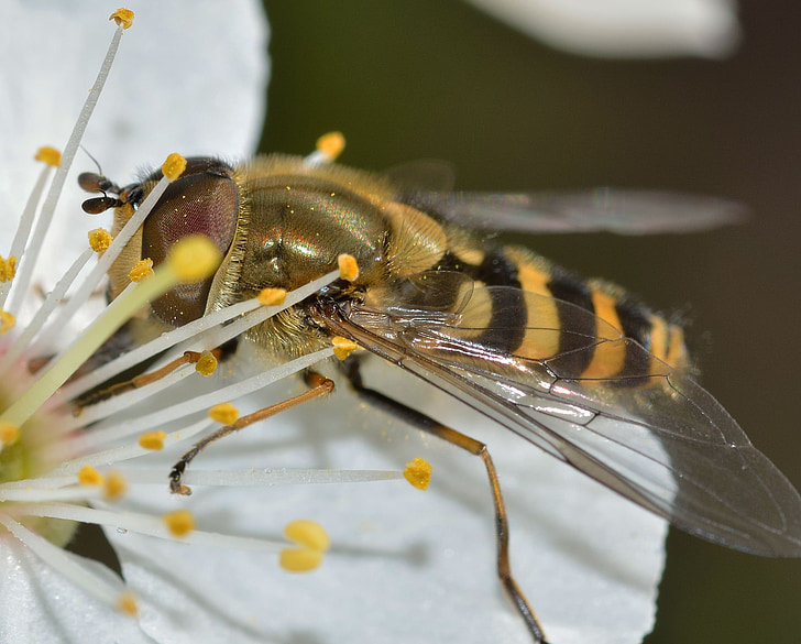 insects, brine fly, syrphus
