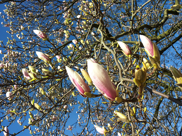 Magnolia, bud, floare, floare, primavara, natura, copac