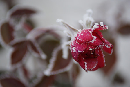 Frost, röd ros, blomma