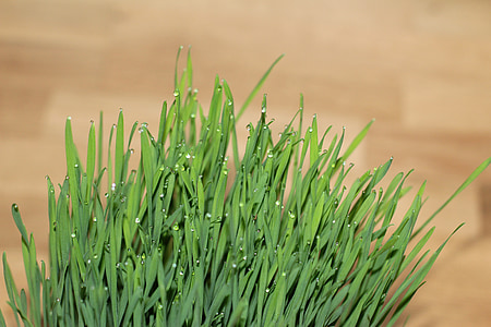 herba de gat, herba, la pastura de blat, gota d'aigua, natura, planta, color verd