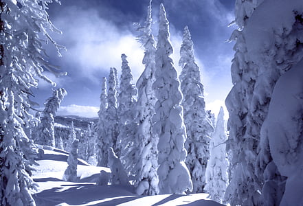 neu, cobert, Pi, arbres, muntanya, l'hivern, fred