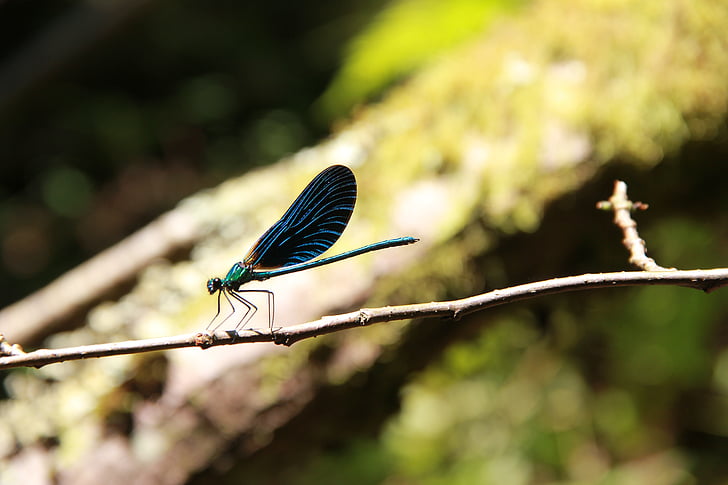 Dragonfly, léto, křídlo