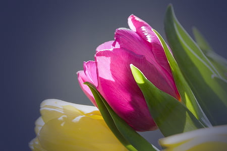 tulipány, Kytica, jar, makro, Príroda, kvety, schnittblume