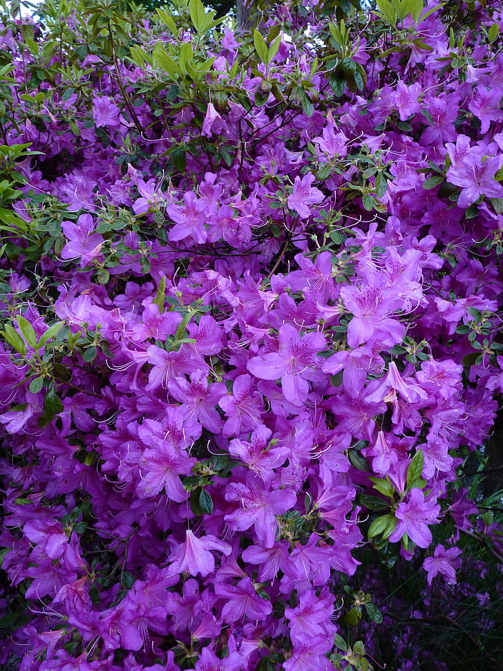 bleu, blütenmeer, arrière-plan, Purple, fleurs, Bloom, été