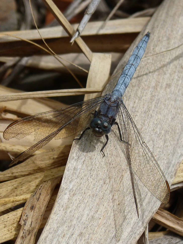 Dragonfly, sininen dragonfly, Orthetrum cancellatum, American Ruoko, lehti