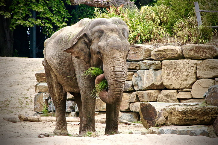 Planckendael, elefante, Parque zoológico