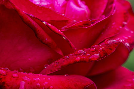 Rosa, sarkana roze, puķe, sarkanu ziedu, ziedi, dārza, daba