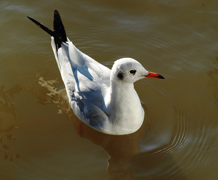 seagull, water, bird, swim