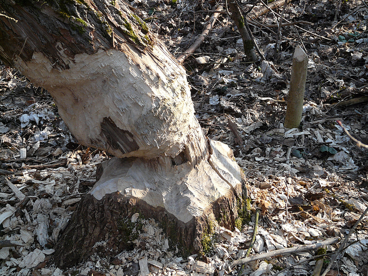 Beaver makan, Beaver, menggerogoti, mengunyah, pohon, kayu, hutan