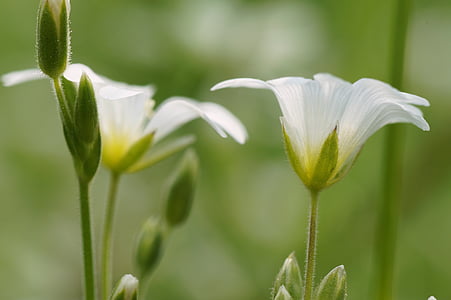 Blume, weiß, Frühling, Flora, Detail, Makro, Corolla