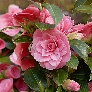 camellia, flower, pink, spring, nature, plant, pink Color