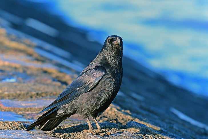 Carrion crow, Vögel, Rabenvögel, ein Tier, tierische wildlife, Tiere in freier Wildbahn, Tierthema