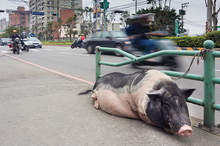 pig, pet, street, domestic, animal, animal rights, taiwan