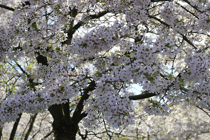 cerise, arbre, Blossom, printemps, Sakura