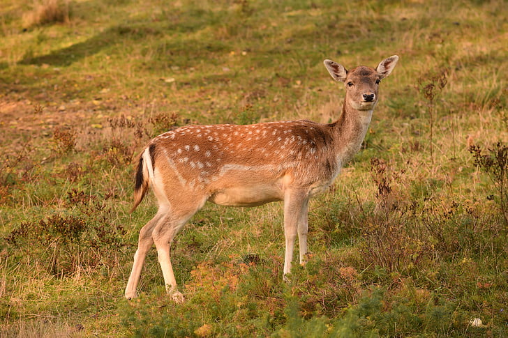 roe deer, damkuh, fallow deer, spotted, watch, curious, red deer