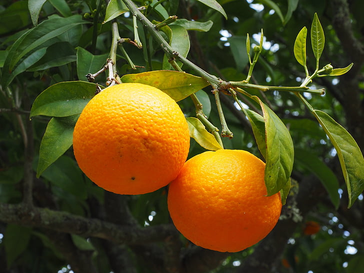 orange, frugt, orange træ, citrusfrugter, træ, Periwinkle, Citrus
