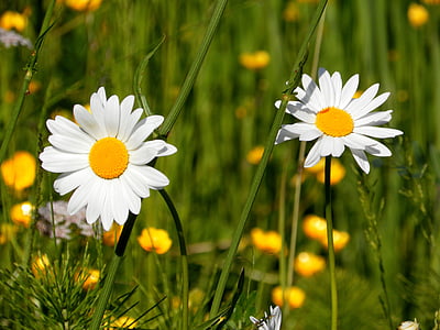 daisies, flowers, field, prato, nature, spring, petals