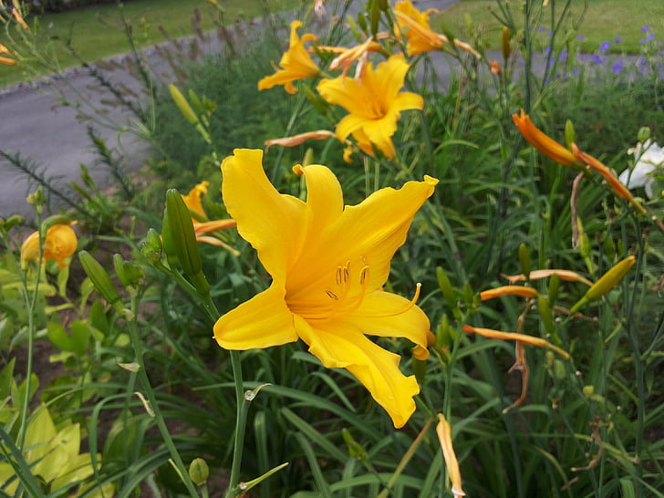 Lily, gul, Blossom, Bloom, blomma, trädgård