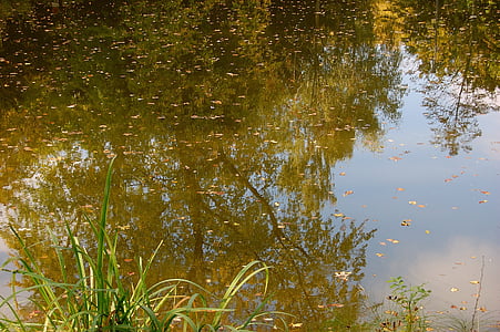pond, pools, trueb, mirroring, reed, biotope, rest