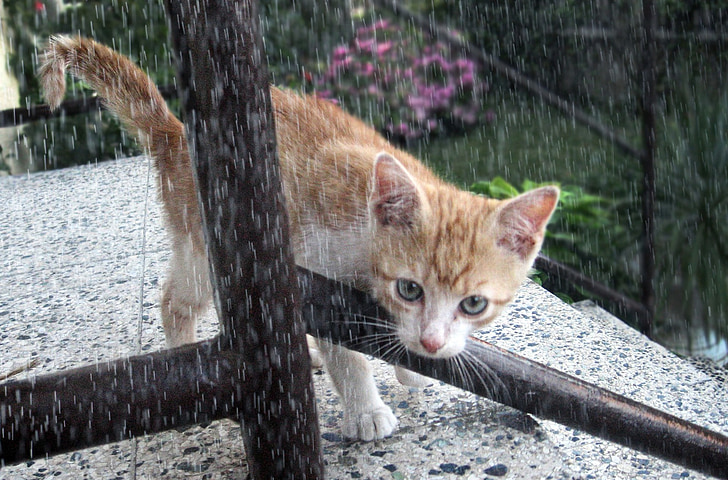 macska, tomcat, cica, eső, állat, házimacska, Háziállat
