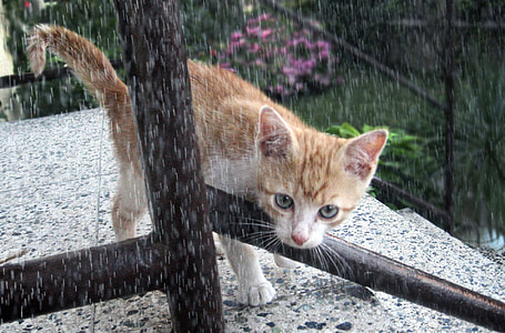 katt, Tomcat, kattunge, regn, djur, huskatten, Husdjur