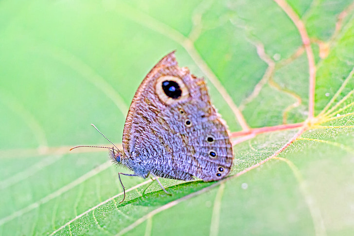 пеперуда, Керала, Индия