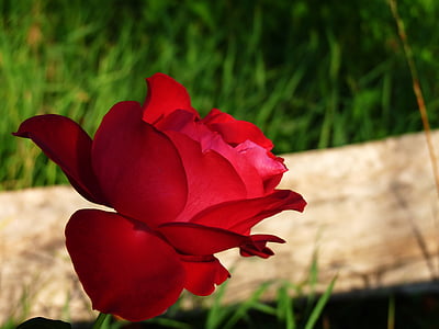 steg, blomst, natur, makro, kronblade, kronblad af en rose, Rosa