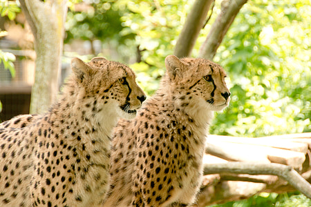 非洲, 肯尼亚, 野生动物园, 自然, 假日, 国家公园, 动物