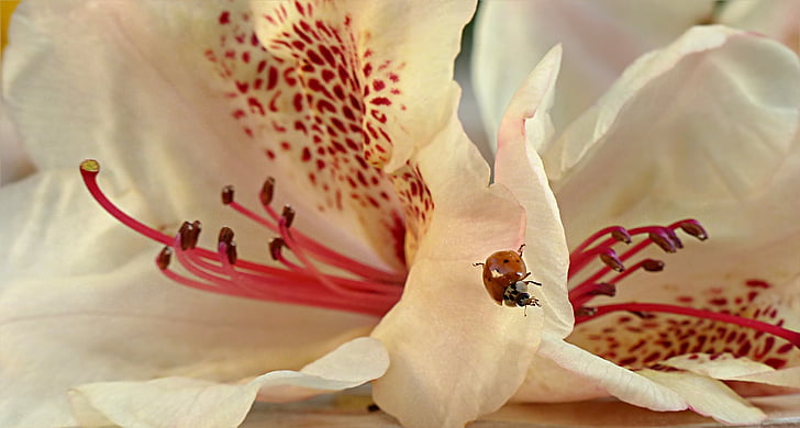 anlegget, Blossom, blomst, rhododendron, Lyngfamilien, insekt, Ladybug