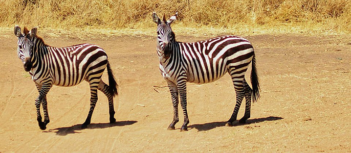 Zebra, Safari, Tanzánia, zviera, dieťa zebra, smiešny, pruhy