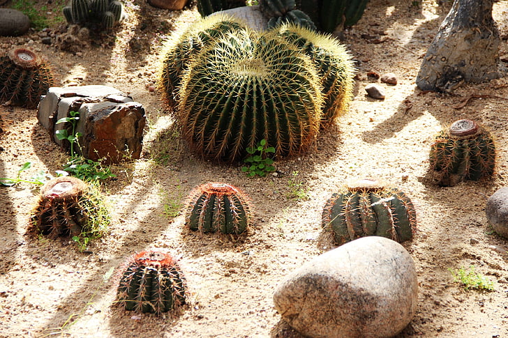 kaktus, trn, rastlin, cvet, rumeni cvet, kaktus cvet, kaktus materiala