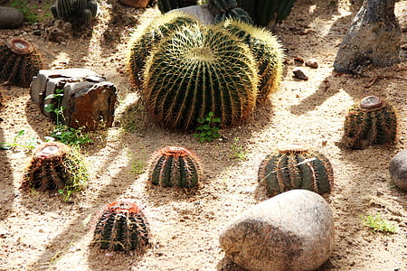 kaktus, Torn, anlegget, blomst, gul blomst, kaktus blomst, kaktus materiale