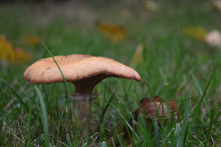 podzim, houby, louka