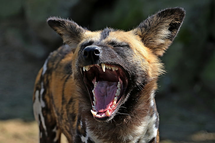 hiena, rialles, divertit, un animal, boca oberta, vida animal silvestre, badall