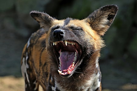Hyena, lacht, grappig, één dier, mond open, dier wildlife, geeuwen