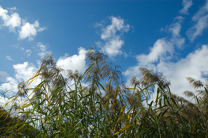 Reed, nuvens, céu, natureza, vento